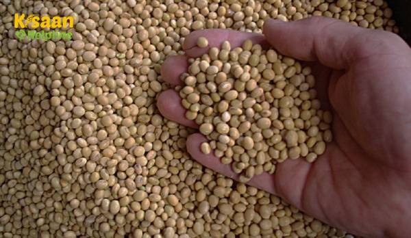 सोयाबीन और धनिया की कीमतें बढ़ी, मंडी में आईं नई सरसों